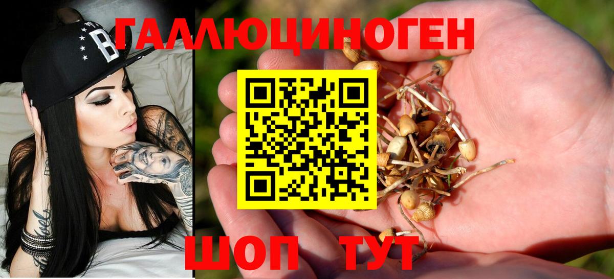 Псилоцибиновые грибы Psilocybe Калининград